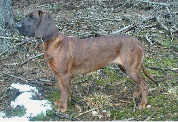 HSfemale brindle.jpg