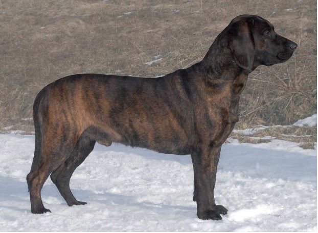 HSmale brindle.jpg