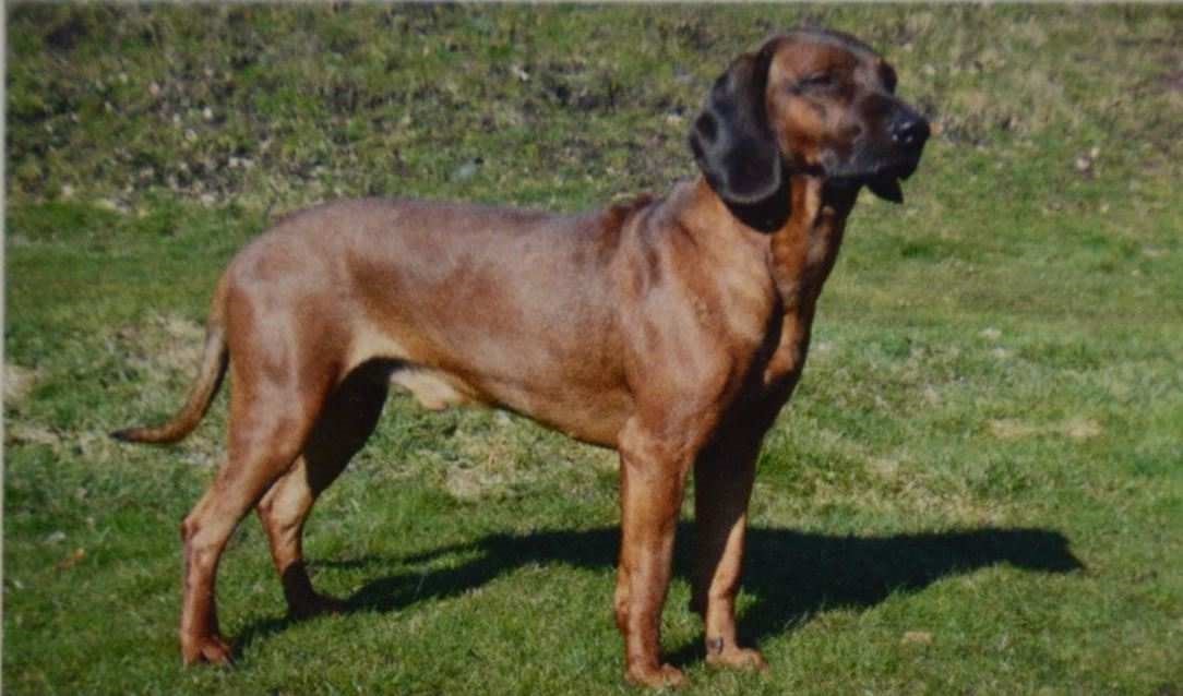 bavarian hunting hound